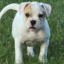 Reese - White and tan female American Bulldog puppy in Three Rivers, Michigan from Jemms Kennels