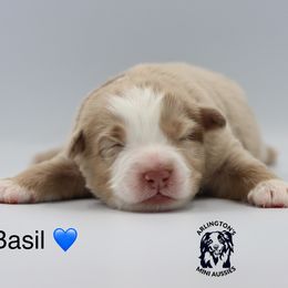 Basil - Red merle male Miniature Australian Shepherd puppy in Largo, Florida from Arlington's Mini Aussies