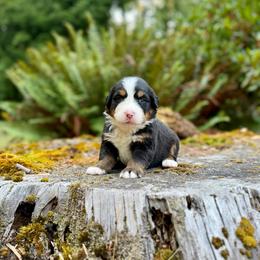 Cat Woman (Pink Collar) - Black rust and white female Bernese Mountain Dog puppy in Stanwood, Washington from Butter Cup Pups and Paws