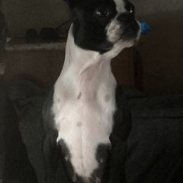 Boston Terriers from Heath's Boston Terriers