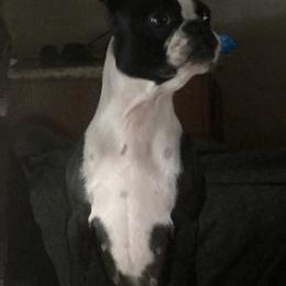 Boston Terriers from Heath's Boston Terriers