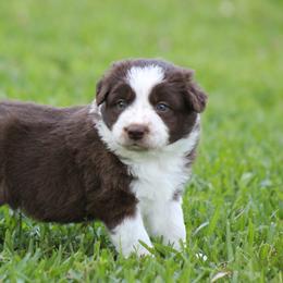 Red male - Red male Border Collie puppy in Tylertown, Mississippi from Cool Meadow Farms