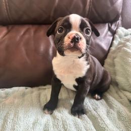 Boy 3 - Black brindle and white male Boston Terrier puppy in Brookville, Ohio from Best Friend Bostons
