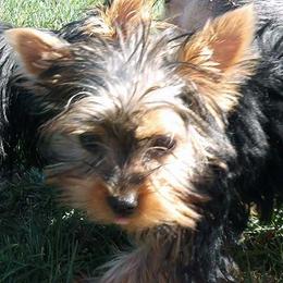 Tucker - Blue and gold male Yorkshire Terrier puppy in Baraga, Michigan from Ojibwa Yorkies