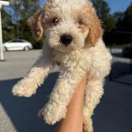Freedom - Parti male Poodle puppy in Greensburg, Kentucky from Doodle Me Crazy