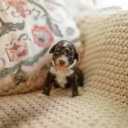 Drama - Black tri-color female Aussiedoodle puppy in Inman, South Carolina from Dark Corner Doodles