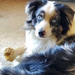 Riley - Miniature Australian Shepherd