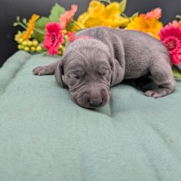 Calvin - Blue male Weimaraner puppy in Evart, Michigan from Drehbar Weimaraners