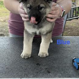 Norwegian Elkhound and Papillon Puppies from Mikanon