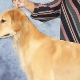 Golden Retrievers from Adelaide’s Great Danes and Golden Retrievers