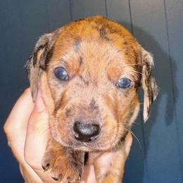 Boy 2 - Dapple male Dachshund puppy in Martin, Georgia from Dachshund heaven