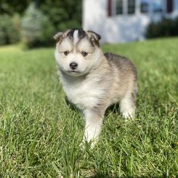 Pomsky Puppies from SMP Pomsky/Southern Minnesota Pomskies