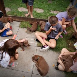 Chesapeake Bay Retriever Puppies from Shore Acres Chesapeakes