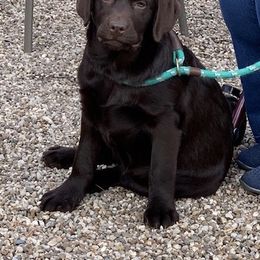 Labrador Retriever All Grown Up from BonaVenture Labradors