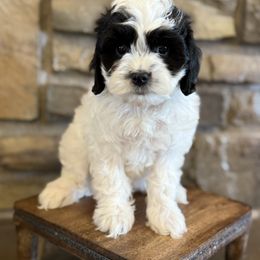 Girl 1 - female Goldendoodle puppy in Lyman, Wyoming from Backcountry Doodles