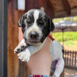 Basil - orange collar - Black roan male German Shorthaired Pointer puppy in Mokelumne Hill, California from Underhill GSP