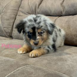 Miniature Australian Shepherd Puppies from Dutton's Show Me Farms