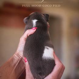 French Bulldog Puppies from Scherners Frenchie Frenz