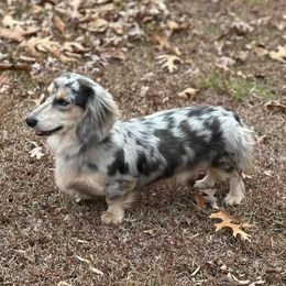 Sterling - Dachshund