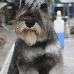 Miniature Schnauzers from David's Pups