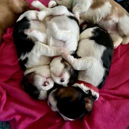 Cavalier King Charles Spaniel Puppies from The Cavi Pack