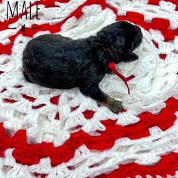 Goldendoodle and Poodle Puppies from Trammell’s Southern Pups