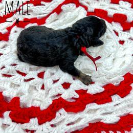 Goldendoodle and Poodle Puppies from Trammell’s Southern Pups
