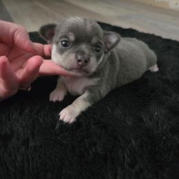 Stella - Blue and tan female Chihuahua puppy in Ashtabula, Ohio from Paw's & Awe's Chihuahuas