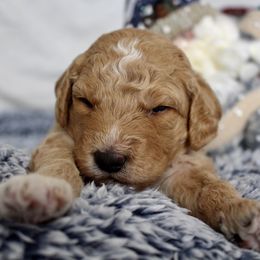 Bernedoodle, Goldendoodle, and Poodle Puppies from Raintree Standard Poodles & Mini Doodles