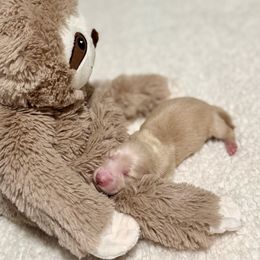 Red - Red female Dachshund puppy in Crestview, Florida from Neverending Dachies
