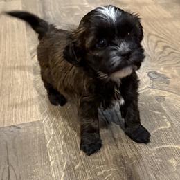 Andy - Brown female Shichon puppy in Bradford, Ohio from Ted E. Bear Patch