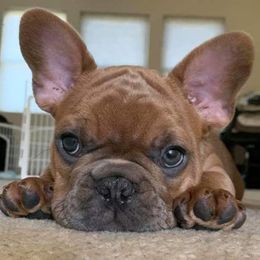 French Bulldogs from Dona Bulla's French Bulldogs