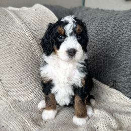 Deer - female Golden Mountain Doodle puppy in New River, Arizona from Sonoran Standard Doodles