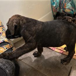 Sangria, Girl 1 - Cane Corso puppy from K9 Guardian Cane Corso