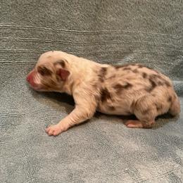 Mickey - Red merle male Australian Shepherd puppy in Hammond, Louisiana from Gold Ring Australian Shepherds