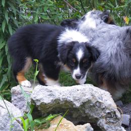 Miniature American Shepherd and Toy Australian Shepherd Puppies from Fifth Avenue Australian Shepherds
