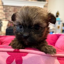 Rose - Red female Shorkie puppy in Midland, Texas from Southern Yorkie Pies