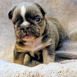 Herman (Runt of the Litter) - Blue male French Bulldog puppy in Redlands, California from You Winnie Some (Winnie's Blues & Lilacs)
