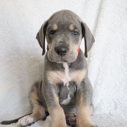 Peaches - Blue female Great Dane puppy in Edinburg, Texas from Chestnut Great Danes