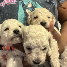 Poodle Puppies from J'Adore Doodles