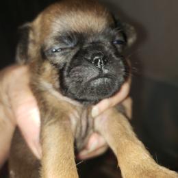 Joey - Red male Brussels Griffon puppy in Nc, Florida from Brusseluv2