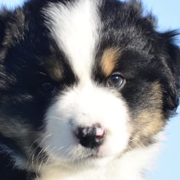 Miniature American Shepherds from Bandana Kennel