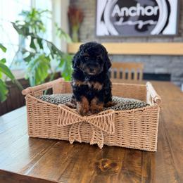 W o o d y  ( teddy bear ) - Phantom male Poodle puppy in Hooper, Utah from Anchor Dogs