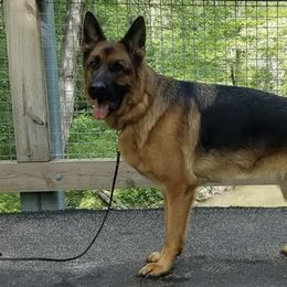 German Shepherds from Pickett Haus German Shepherds