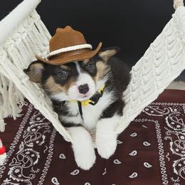 German Shepherd and Pembroke Welsh Corgi Puppies from J&R Shepherds & Corgis