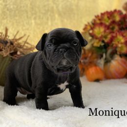 English Bulldog and French Bulldog Puppies from Jones Bulldogs