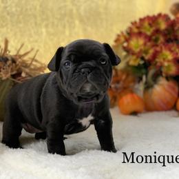 English Bulldog and French Bulldog Puppies from Jones Bulldogs