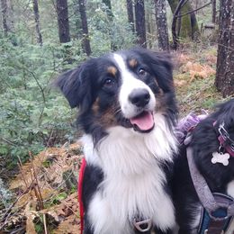 Jake - Miniature Australian Shepherd