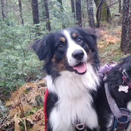 Jake - Miniature Australian Shepherd