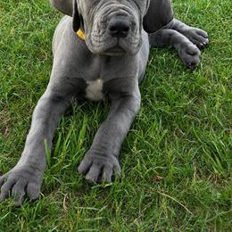 Navy - Blue female Great Dane puppy in Tyler, Texas from Blessed By Danes